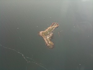 猿が島！
